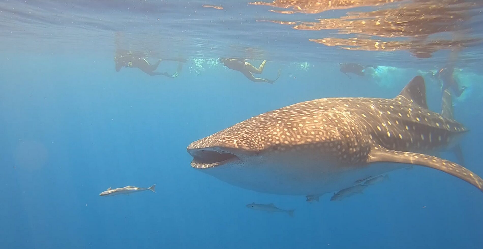 Requins-baleines