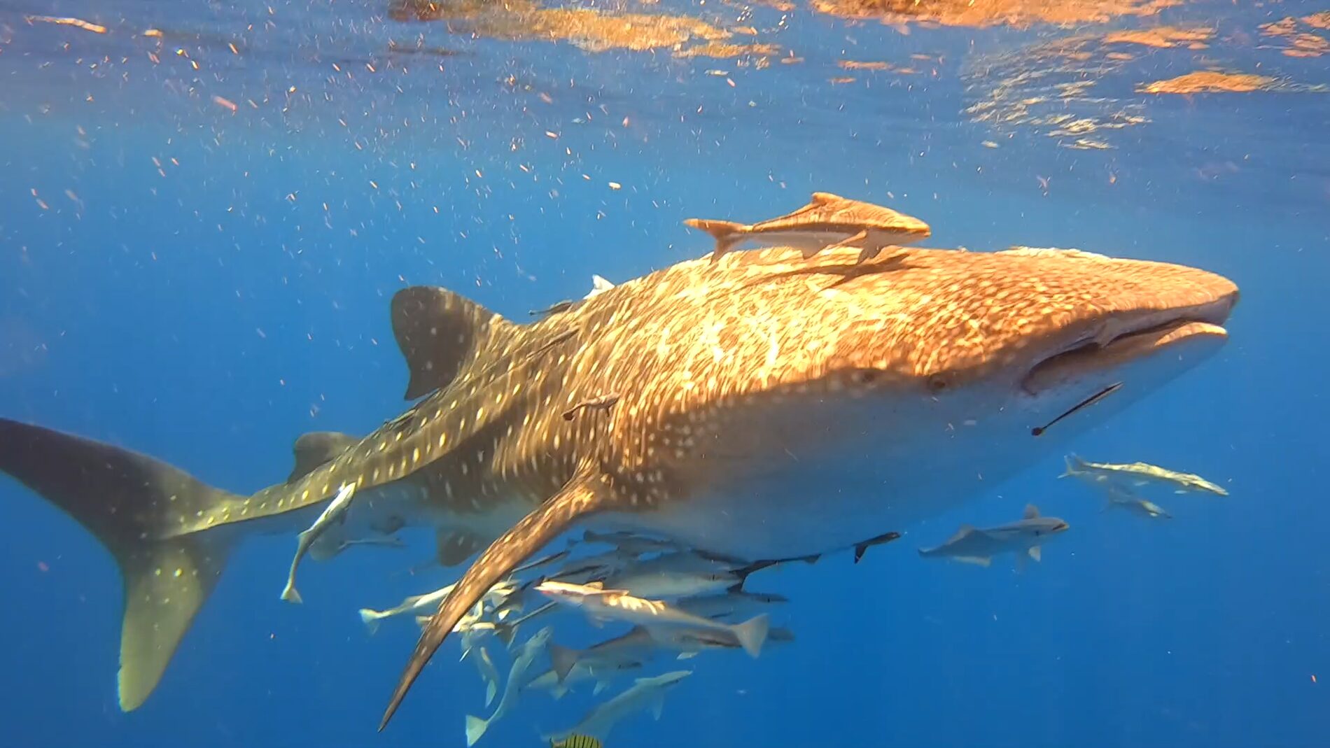 Requins-baleines