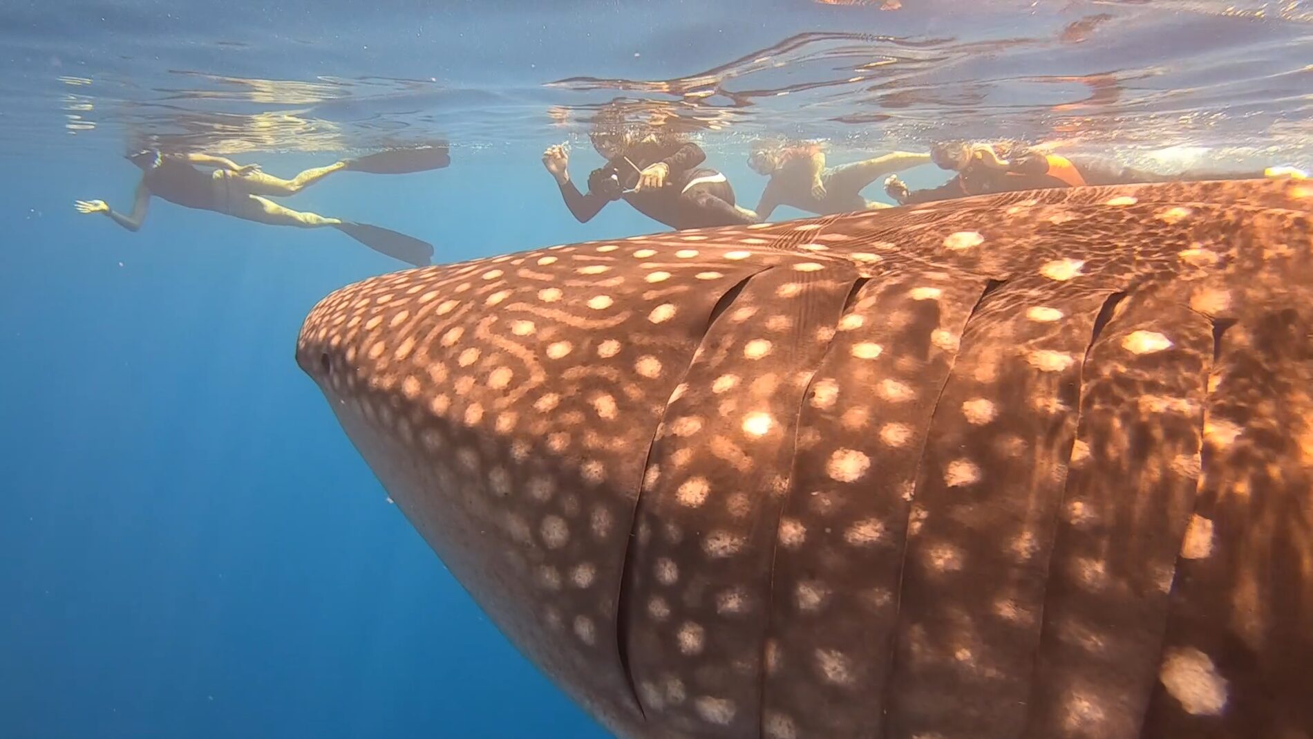 Requins-baleines