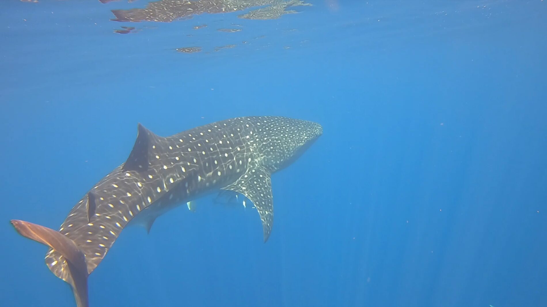 Requins-baleines