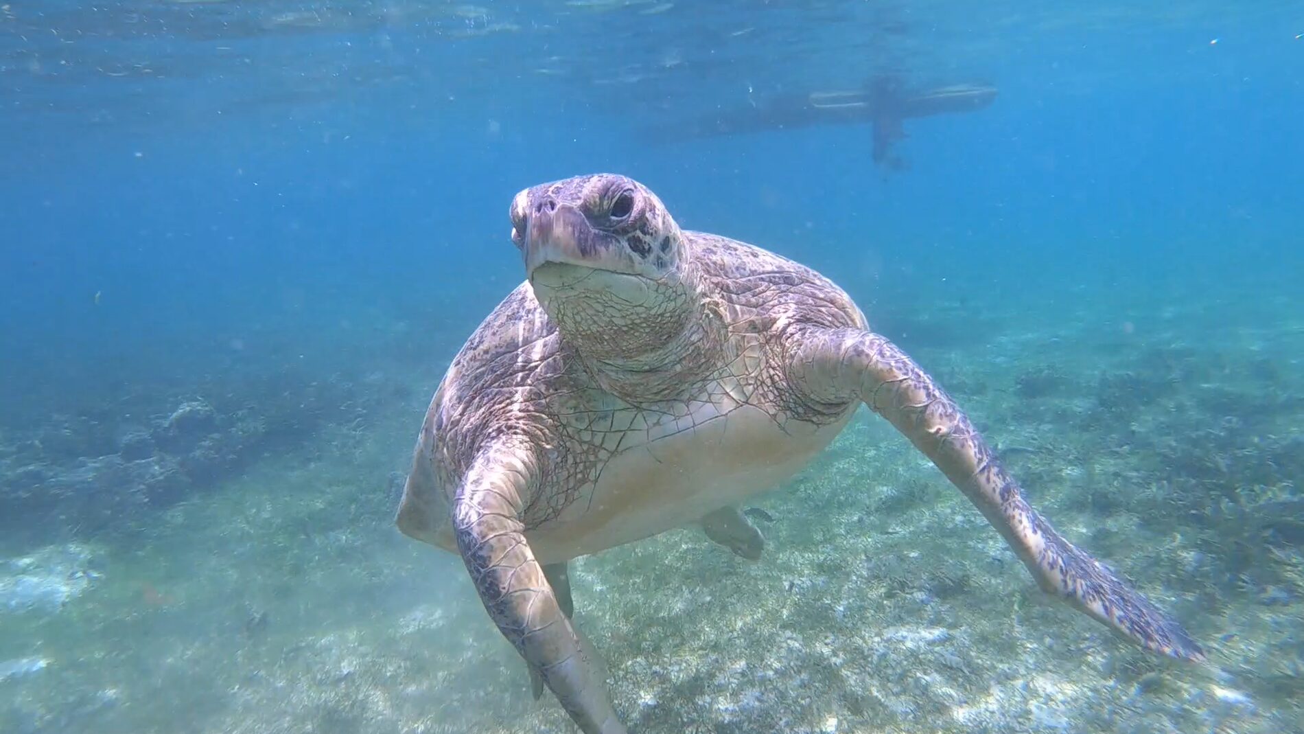 Snorkeling avec les tortues