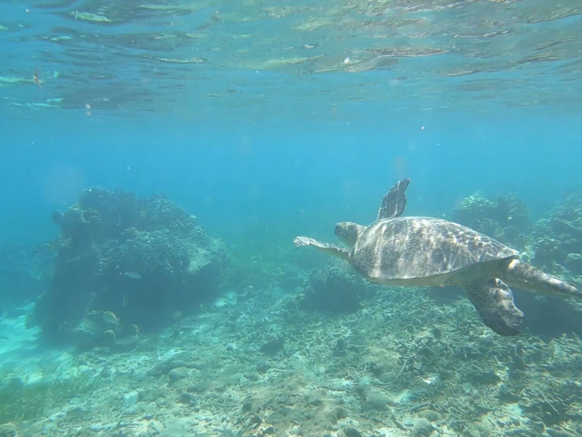 Snorkeling avec les tortues