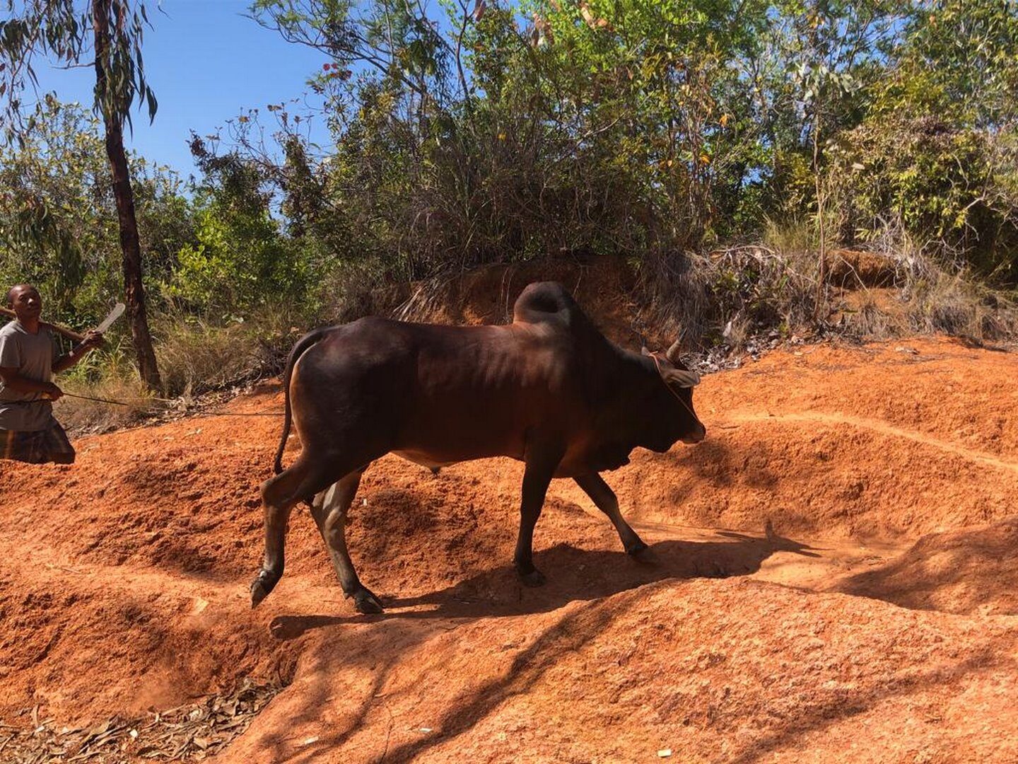 Trekking sur Sakatia