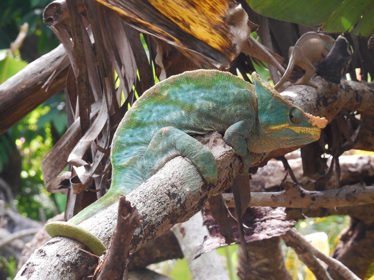 Trekking sur Sakatia